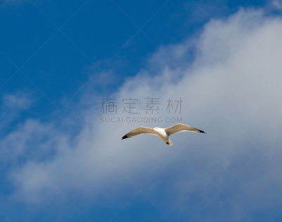 黑脊鸥,欧洲银鸥,云,动物,鸟类,户外,看,白色,自然,白昼
