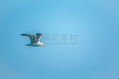 天空,海洋,海鸥,蓝色,纯洁,自由,野生动物,翅膀,动物,鸟类