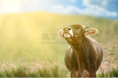 母牛,食草,农业,角膜,哺乳纲,牛,动物,德克萨斯,股市和交易所,户外