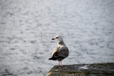 海鸥,一个物体,爱尔兰都柏林,野生动物,环境,雄性动物,翅膀,池塘,动物,鸟类