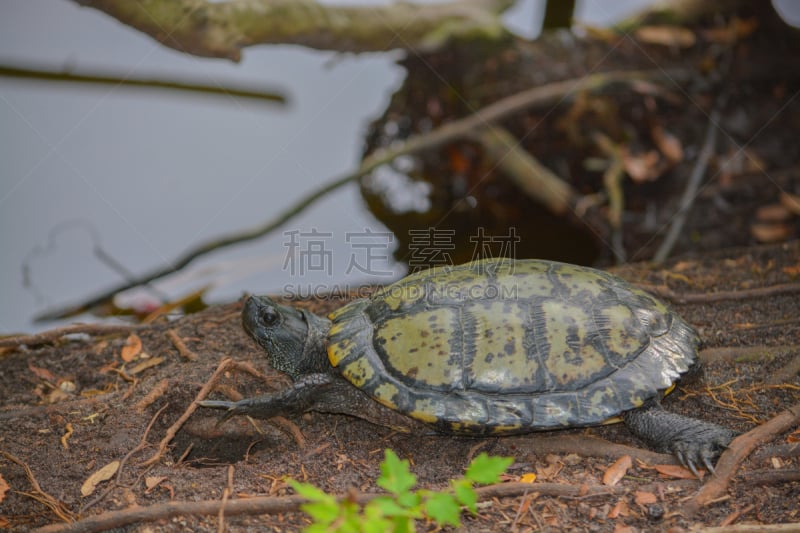 佛罗里达,池塘,海龟,黄腹彩龟,拉戈,自然公园,黄色,在边上,淡水,环境