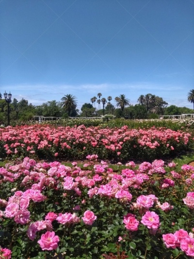 阿根廷,巴勒莫,布宜诺斯艾利斯,特拉华,高架铁路铁轨,玫瑰公园,草坪,浪漫,公园,草