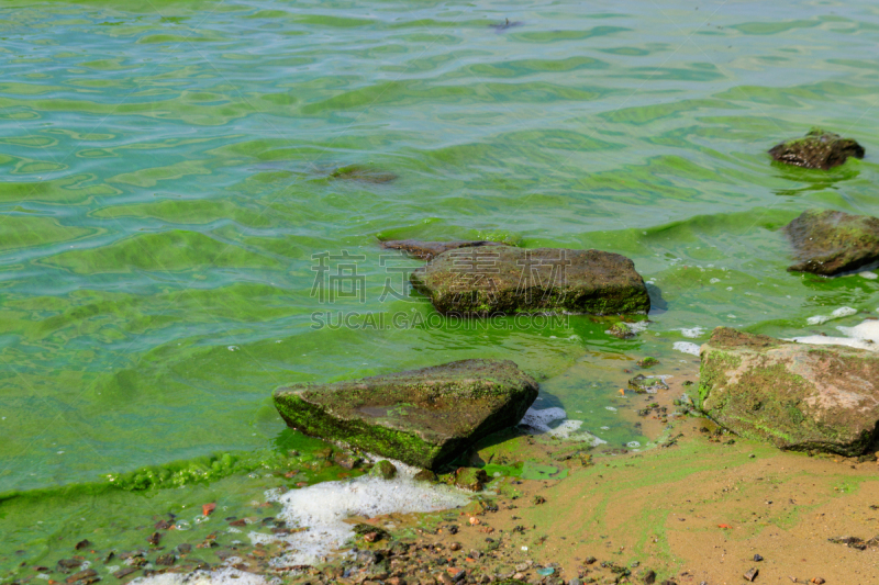 河流,水,绿色,绿藻,生物学,赤潮,湿,环境,水面