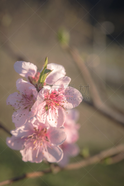 春天,粉色,桃花,清新,色彩鲜艳,柔和色,植物,背景,户外,阶调图片