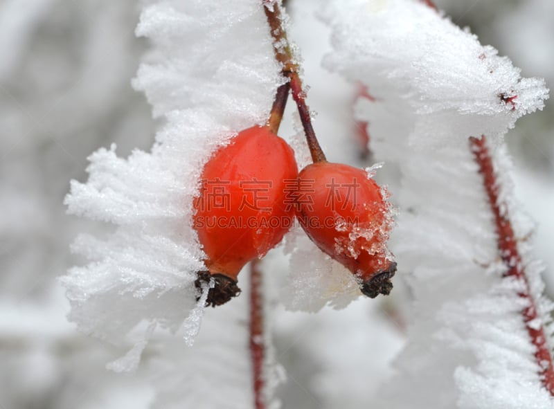 冬天,蔷薇果,收获节,鲁恩,风,环境,霜,雪,浆果,天气