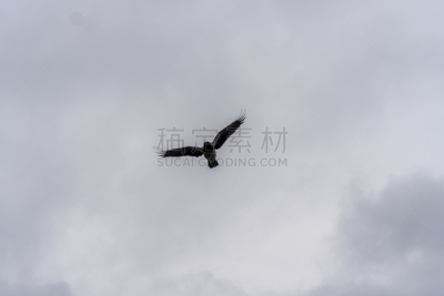 天空,海鸥,在下面,黑头海鸥,纯净,无忧无虑,自由,彩色背景,空运大楼,风