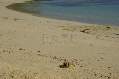 有角的,鬼蟹,自然,洞,野生动物,热带气候,图像,四肢,腿,海洋