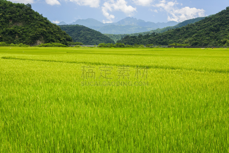 稻田,熟的,黑云杉,农业,清新,锥形帽,食品,米,云,枝繁叶茂