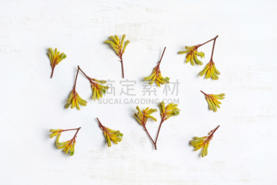 袋鼠爪花,边框,澳大利亚文明,干花,色彩鲜艳,花的组成部分,植物,澳大利亚,木制,影棚拍摄