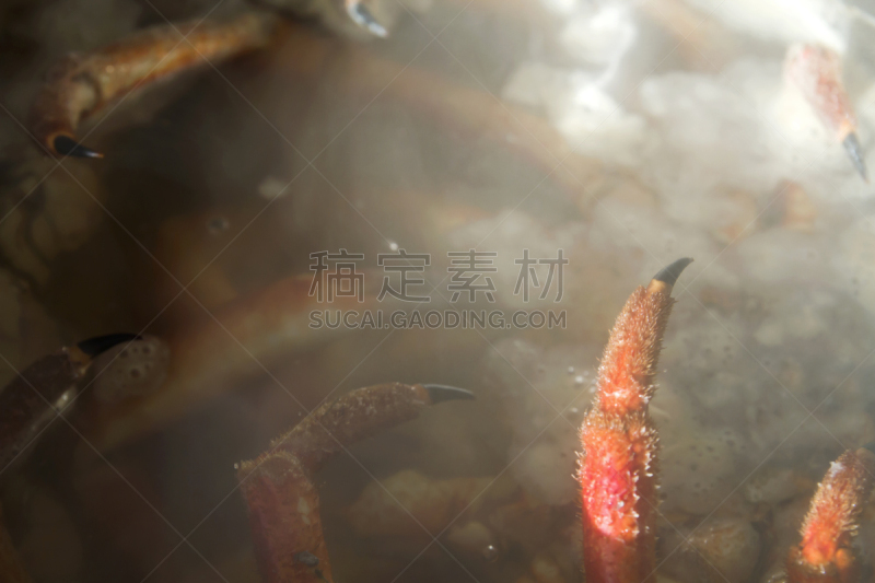 煮食,尖利,阿拉斯加雪蟹,大特写,水,加利西亚,传统,清新,华贵,螃蟹