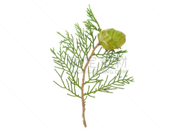 柏树,松果,灌木,绿色,健康保健,清新,背景分离,药,自然美,春天