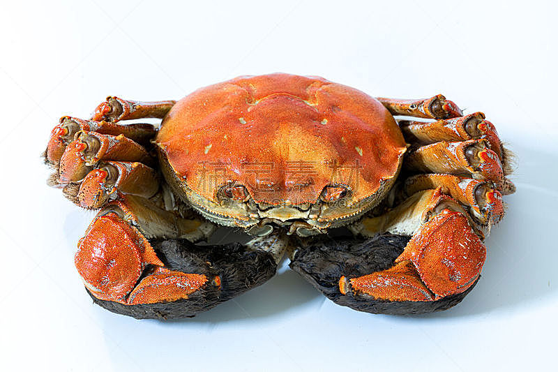 螃蟹,贝壳,白色背景,上海,蓝蟹,大闸蟹,活力,淡水蟹,东方食品,蒸菜