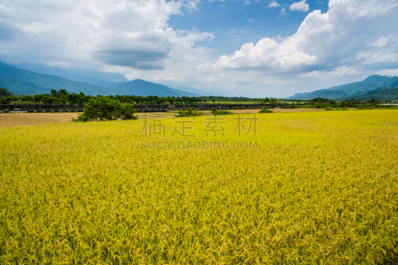 Ripe paddy Field with Mountains Background under Blue Sky, Taiwan eastern.