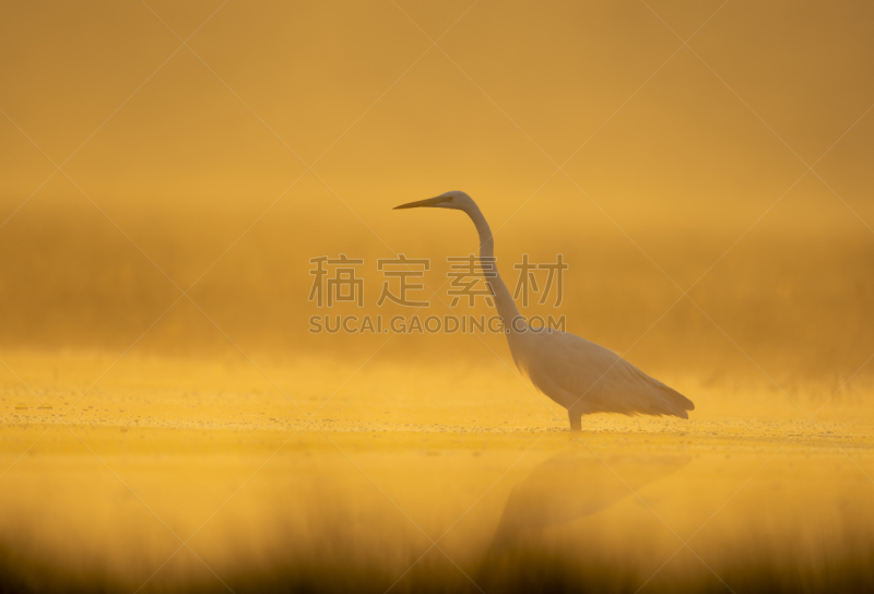 大白鹭,雾,早晨,防水长靴,野生动物,蜜月岛州立公园,白鹭,佛罗里达,池塘,动物