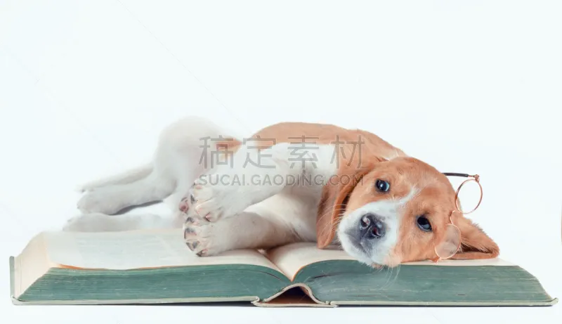 小狗 纸 白色 书 巨大的 动物耳朵 长嘴雀鳝 红色 纯种犬 背景分离图片素材下载 稿定素材 小狗 纸 白色 书 巨大的 动物耳朵 长嘴雀鳝 红色 纯种犬 背景分离图片素材下载 稿定素材