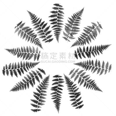 圆形,蕨类,白色背景,图像,叶子,黑白图片,玫瑰花饰奖牌,排列,摄影,布置