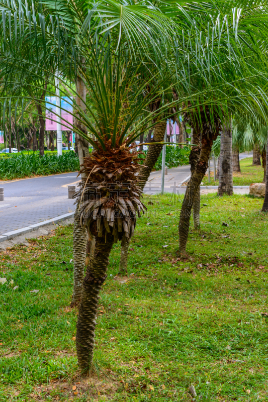 公园,中国,湖,海南省,三亚,植物群,池塘,名声,花,树