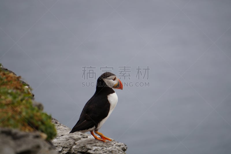 斯凯利格岛,角嘴海雀,世界遗产,野生动物,大西洋,著名景点,动物,鸟类,海岸线,岩石