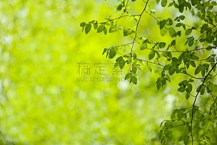 叶子,清新,绿色,纹理效果,云景,背景分离,边框,枝繁叶茂,植物,户外