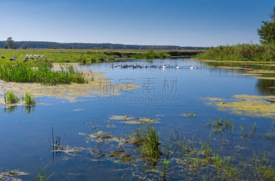 河流,夏天,雁属,地形,小的,住房,羊群,草,池塘,流水