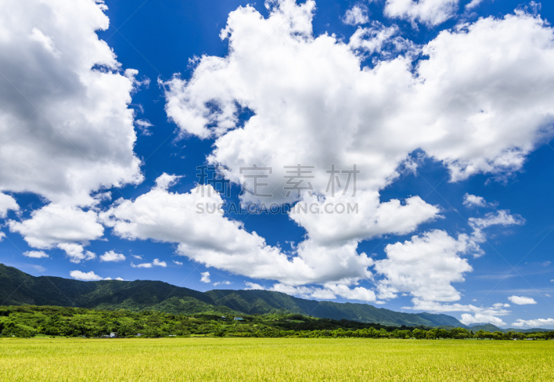 稻,天空,田地,绿色,蓝色,背景,山脉,在下面,黑云杉