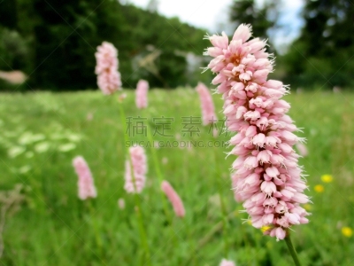 Hampe florale rose tendre d'une renouée distorte (polygonum bistorta officinal) au premier plan. Autres spécimens dans une prairie verte floutés au second plan. Lac de Longemer, Vosges, France. Printemps 2019.