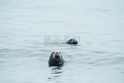 海洋,灰海豹,两只动物,马萨诸塞,新英格兰,柯德角,灰色,野生动物,环境保护,好奇心