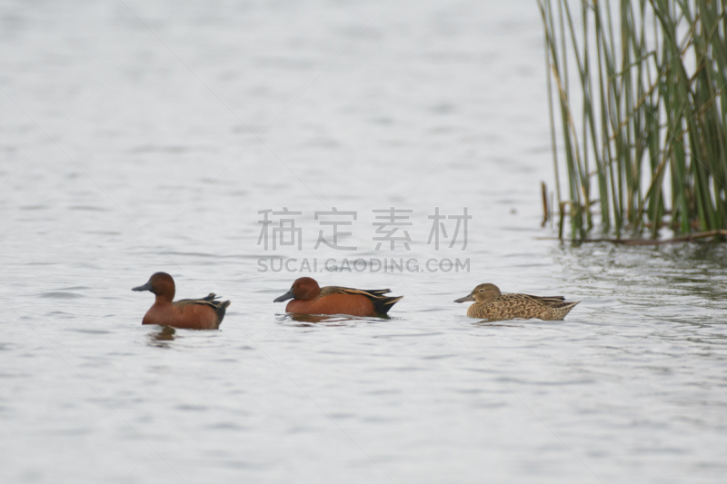 肉桂,水鸭,野生动物,雄性动物,公鸭,池塘,动物,鸟类,两只动物,桂红鸭