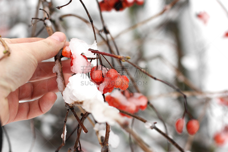 雪,冬天,荚莲属,动物手,自然美,农业,蔬菜,菜园,食品,云