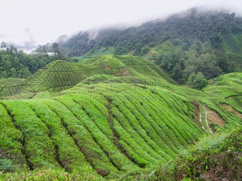 茶树,马来西亚,农业,湿,簇叶从生的,云,农场,植物,户外,种植园