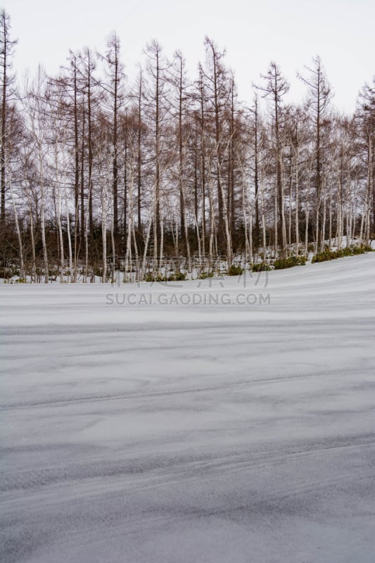 雪,田地,有包装的,农业,贺卡,春天,深雪,植物,背景,户外