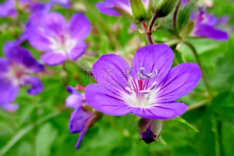 Plan horizontal très rapproché d'une splandide fleur de géranium des bois (geranium sylvaticum). Végétation  et fleurs de la plante floutées au second plan. Contraste entre le violet éclatant des pétales et le vert vif des feuilles, exprimant la beauté co