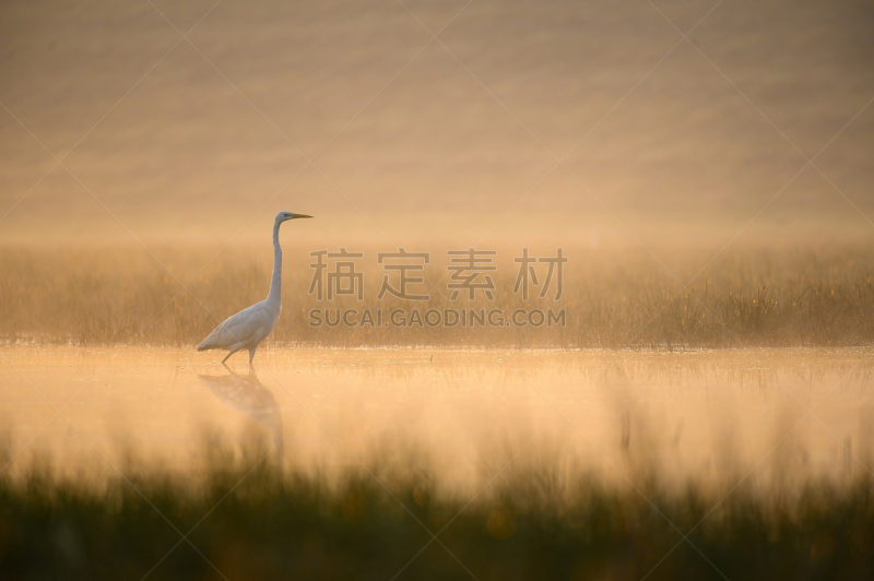 大白鹭,雾,早晨,防水长靴,野生动物,蜜月岛州立公园,白鹭,佛罗里达,池塘,动物