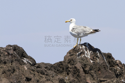 欧洲银鸥,欧洲,自然,野生动物,图像,海洋,野外动物,动物,海鸥,鸟类