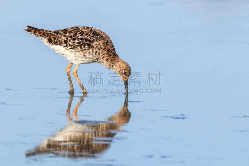 皱领,水禽,流苏鹬,可爱的,防水长靴,野生动物,环境,环境保护,动物,鸟类