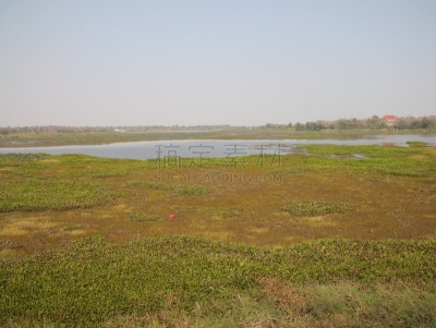 泰国,河流,陆地,沼泽,热带气候,填海造地,枝繁叶茂,草,水湾,植物