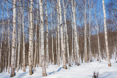 冬天,森林,白桦,贺卡,东川镇,雪,白桦树,深雪,植物,背景