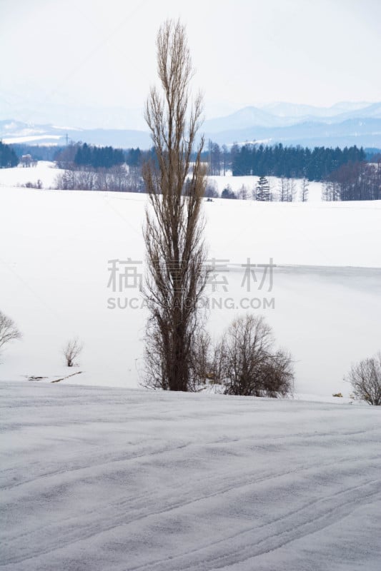 雪,田地,有包装的,农业,贺卡,春天,白杨,深雪,植物,背景