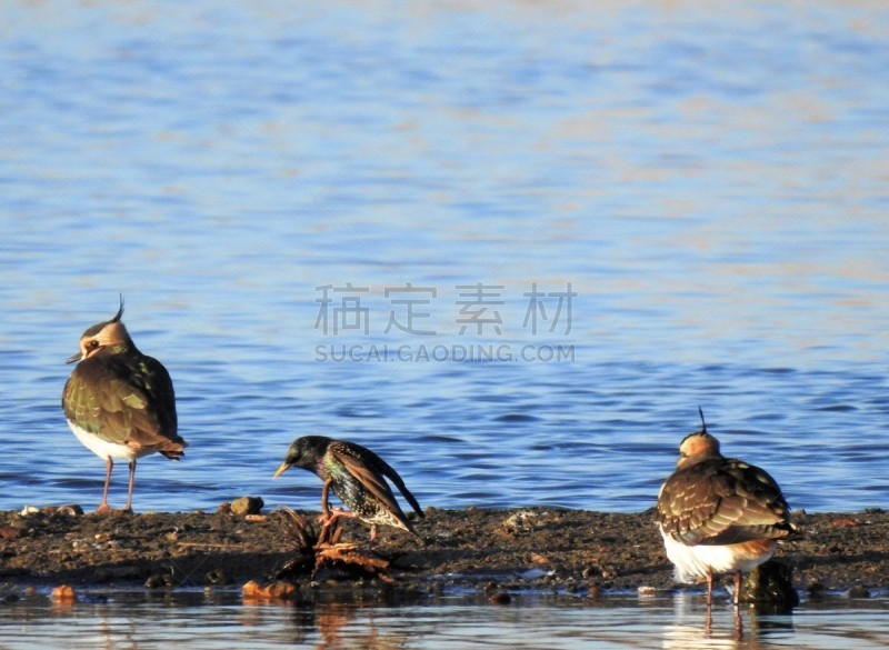 湖,麦鸡亚科,椋鸟,侧面视角,狭窄的,在之间,陆地,棍,切片食物,采摘