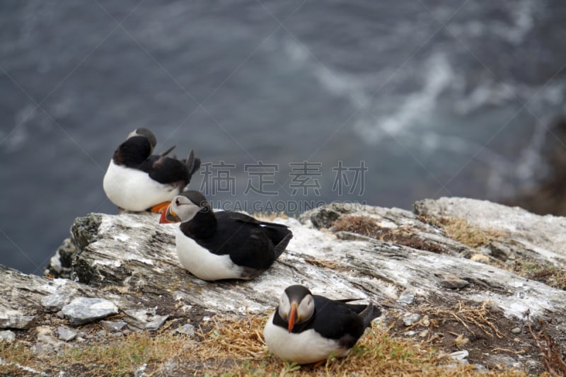 斯凯利格岛,角嘴海雀,自然,图像,海洋,大西洋,巨大的,动物,海鸥,鸟类