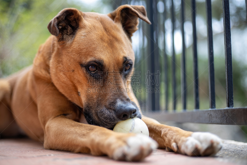 狗,看,褐色,相机,进行中,专心,纯种犬,脊椎动物,哺乳纲,动物