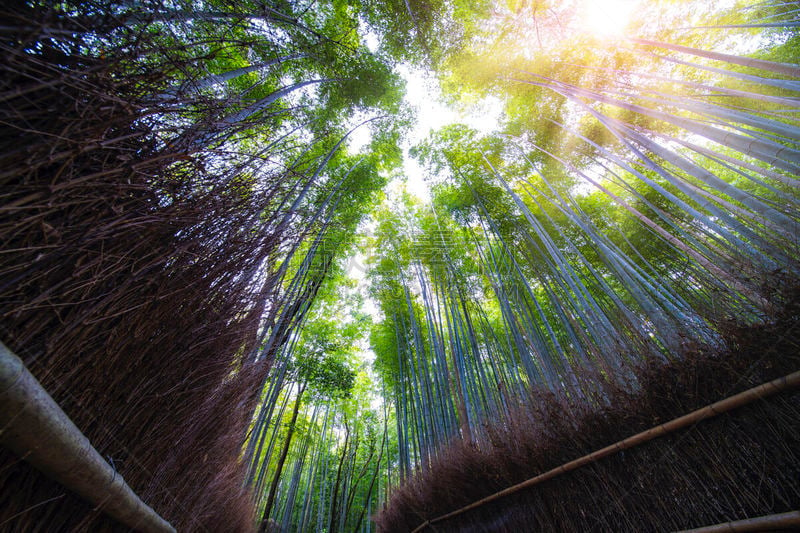 岚山,竹林,河流,和服,环境,禅宗,女人,著名景点,春天,京都府