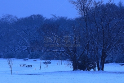樱桃树,成一排,冬天,寒冷,环境,雪,公园,吉野樱花,植物,背景