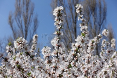 花朵,枝,天空,樱桃,青绿色,四月