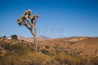 亚卡瓦利,热,环境,加利福尼亚,公园,仙人掌,丝兰,沙漠,植物,自然荒野区