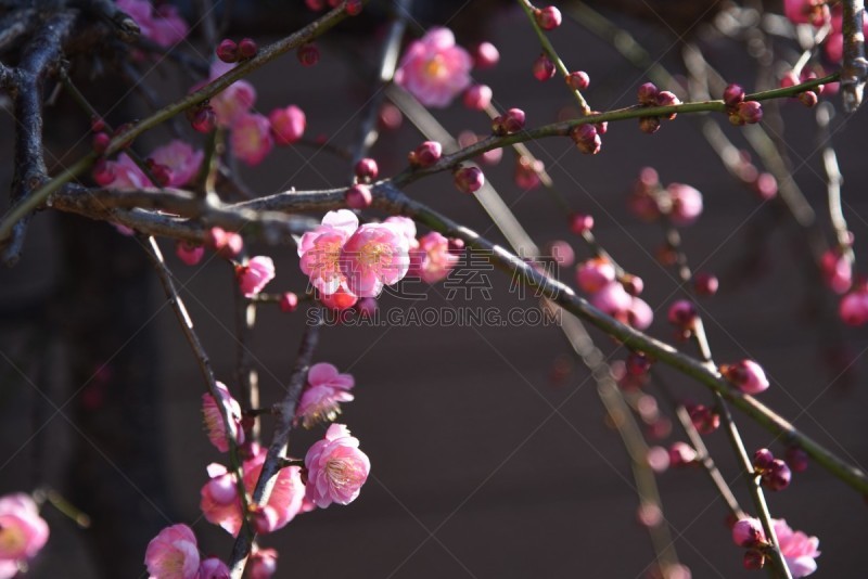 花朵,盐渍食品,自然界的状态,景观设计,温带的花,梅子,春天,植物园,李树,植物