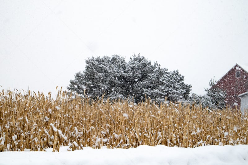 雪,二月,谷仓,大风雪,威斯康星,两只动物,沃索,平衡折角灯,几乎