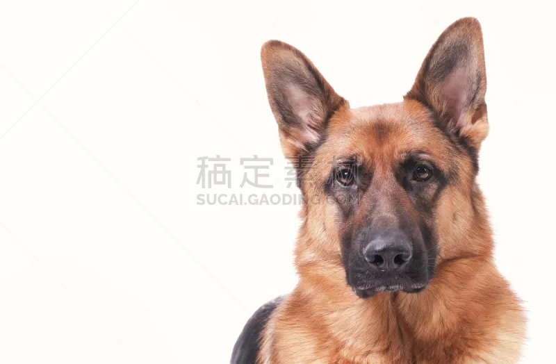 注视镜头 白色背景 德国牧羊犬 动物头 留白 前面 过时的 3岁到4岁 纯种犬 背景分离图片素材下载 稿定素材