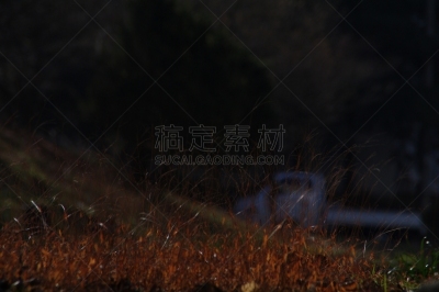春天,叶子,鸟类,野生动物,环境保护,草,小的,自然美,动物,韩国