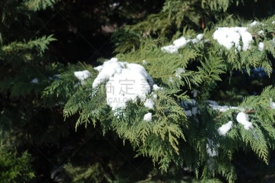 冬天,白色,枝,Port Orford Cedar,雪,寒冷,灰色,环境,霜,获胜